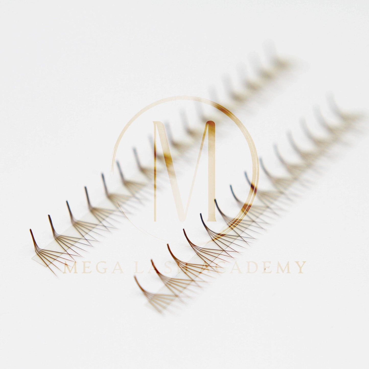 Brown M and L Curl 5D Rapid Promade Fans - 600 Fans